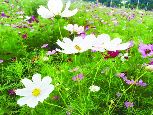 Preview Image 1