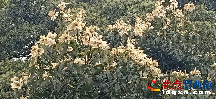 �d�x��ˮ��կ�ӵġ��S��ҹ�ϡ�ʢ�_���S�T�� ϵ���Ҷ������oֲ���Һ�Ҋ