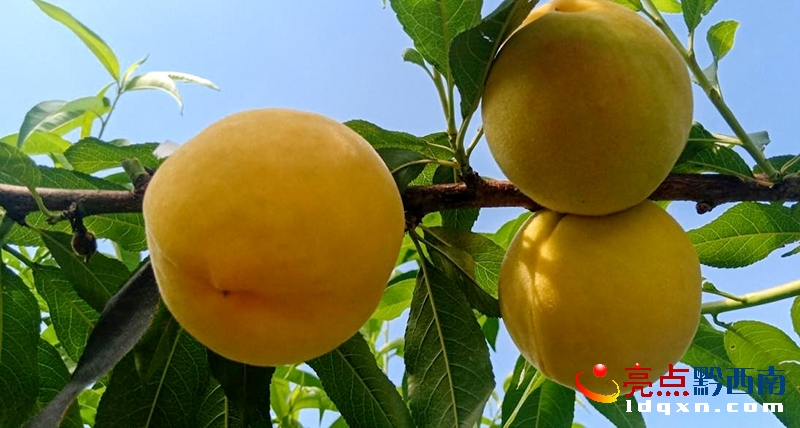 �d�x�а���G�(zh��n)��İ�r�S�ҳ�������