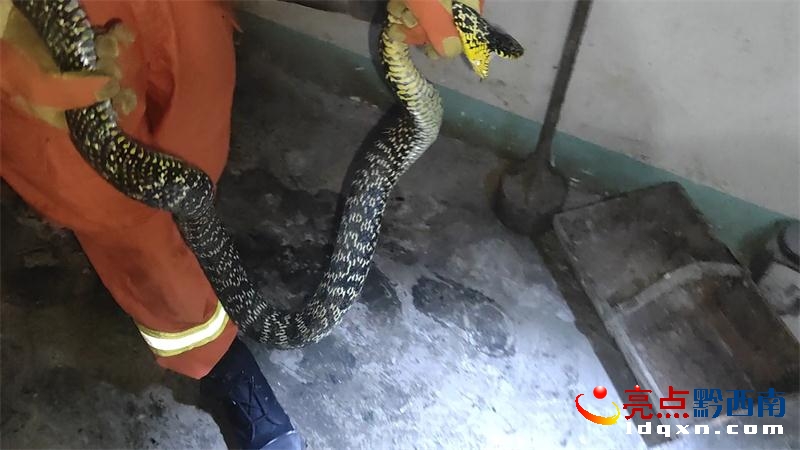 �����M���u���롰͵�u�� ��¡�����ɹ�ץ��