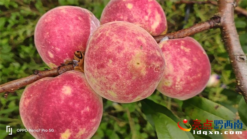 �d�x�а���G�(zh��n)���״��İ�҈@���������S��