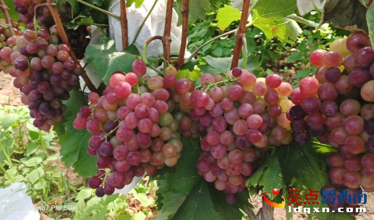 �d�x�а���G���º��s���Nֲ�@���ڻʺ��������W���ǈ�