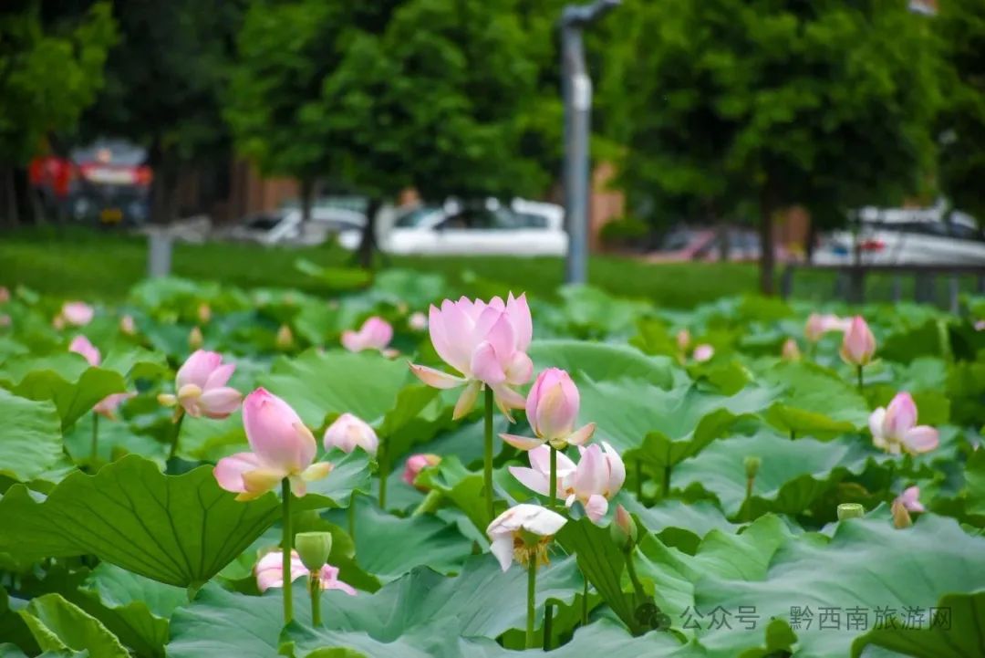 �򿨺�ȥ̎���d�x��ع��@�ĺɻ��_��