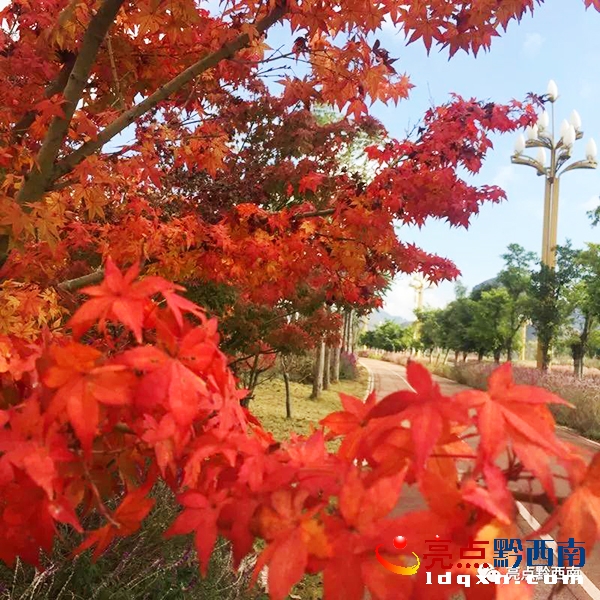 �w�(y��n)����������һĨ�N�� �d�x�w�Ҷɵė��~