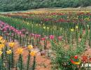 �d�x�а���G�ٺϷNԴ���صİٺϻ���طҷ�