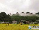 萬峰叢中穗點頭 央視新聞頻道直播興義萬峰林秋收